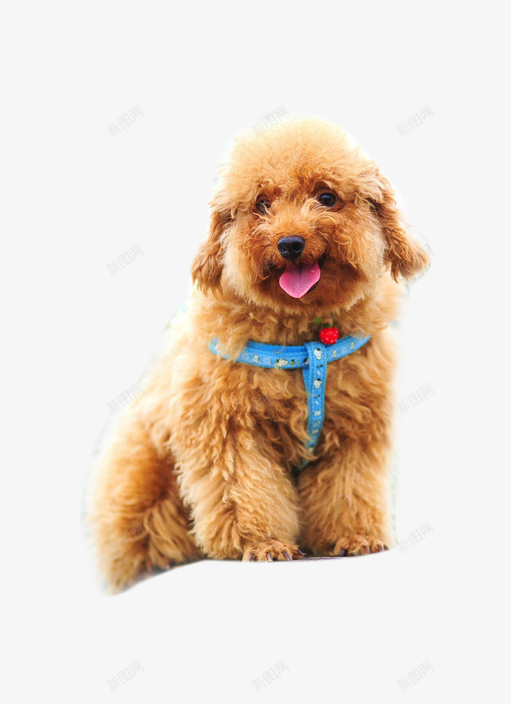 宠物泰迪png免抠素材_新图网 https://ixintu.com 世界名犬 人模狗样 可爱 名犬 宠物 宠物摄影 宠物特写 小型犬 泰迪 犬类 狗
