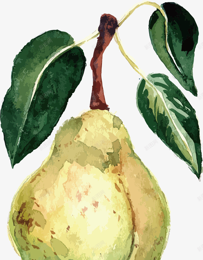 水彩梨子png免抠素材_新图网 https://ixintu.com 根茎 梨子 水彩 水果 浅色 涂鸦 简约 绿叶