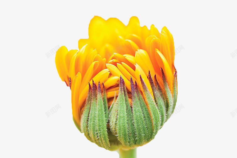 黄色菊花苞png免抠素材_新图网 https://ixintu.com 万寿菊 植物 花卉 花苞 花草 黄色
