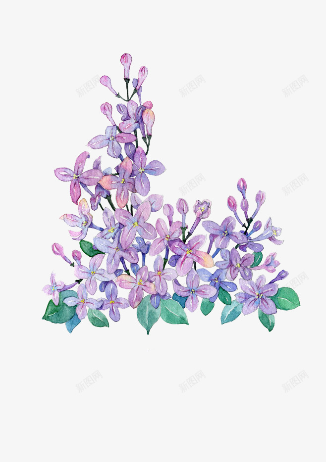 手绘紫色丁香花png免抠素材_新图网 https://ixintu.com 丁香花 手绘花朵 植物 紫色 鲜花