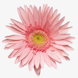 美丽菊花一朵粉色的大丽花高清图片