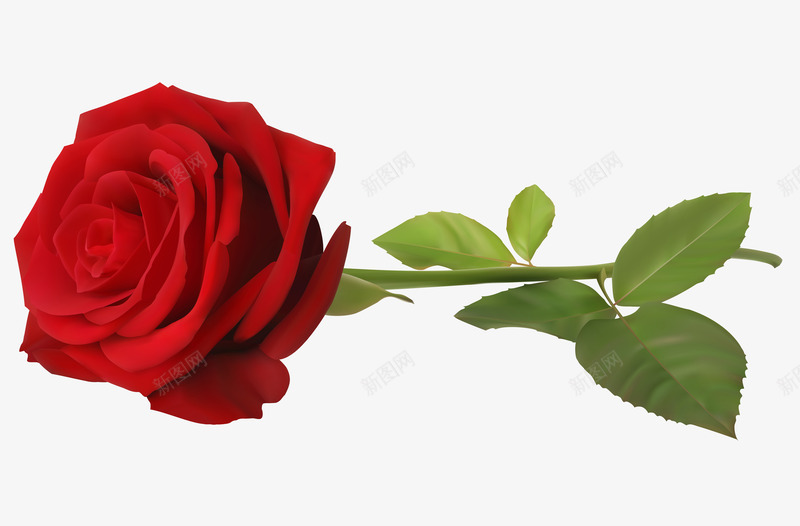 一支美丽的红色玫瑰png免抠素材_新图网 https://ixintu.com 桔梗 植物 玫瑰花 红色玫瑰 花卉 花朵 花瓣