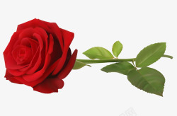 桔红一支美丽的红色玫瑰高清图片