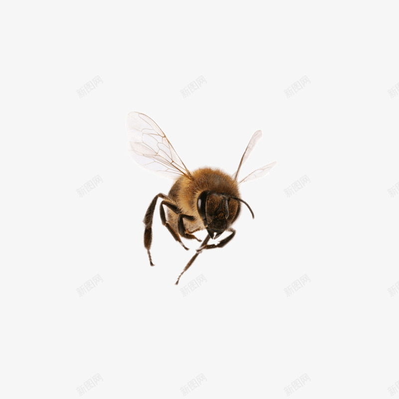棕色马蜂png免抠素材_新图网 https://ixintu.com 棕色的 翅膀 蜂类 蜂鸣 蜇人的蜂 蜜蜂 透明翅膀 飞舞的蜜蜂 飞舞的马蜂 马蜂