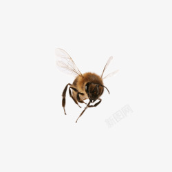 飞舞的马蜂棕色马蜂高清图片