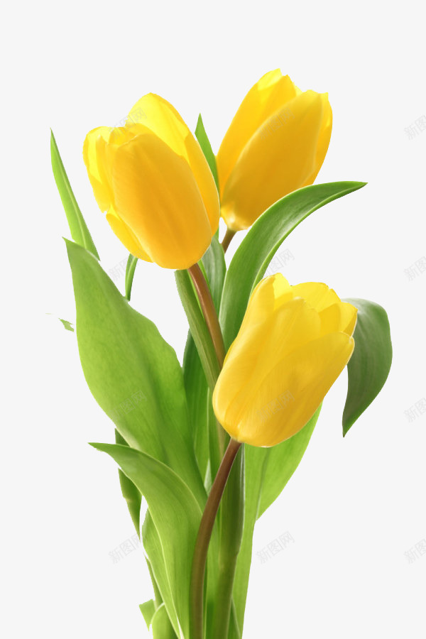 郁金香png免抠素材_新图网 https://ixintu.com 叶子 植物 花儿 郁金香 黄色的花卉元素