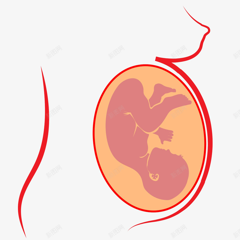 胚胎里的新生儿png免抠素材_新图网 https://ixintu.com 出生 婴儿 宝宝 小娃娃 新生儿 母婴 胎儿 胚胎 脐带 脐带血 诞生 降临