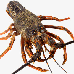 澳洲鲜活龙虾1000g澳洲进口鲜活大龙虾高清图片
