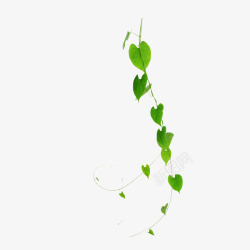 反光叶子绿色植物树叶藤蔓元素高清图片
