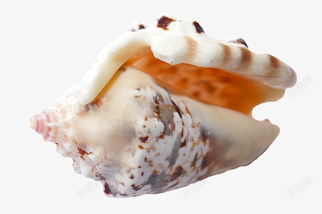 奇特的海贝壳png免抠素材_新图网 https://ixintu.com 壳 海洋 海滩 海螺 海贝壳 贝壳