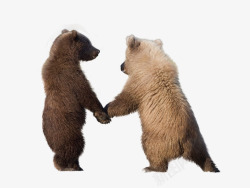 站立的小熊牵手的两只小熊高清图片