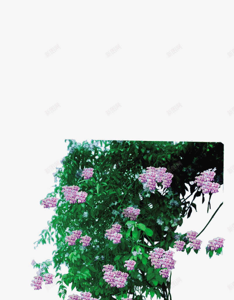 绿色植物png免抠素材_新图网 https://ixintu.com 植物 盆栽 绿色 花 花草 草