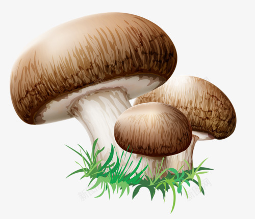 卡通蘑菇png免抠素材_新图网 https://ixintu.com 可爱香菇 毒蘑菇 蘑菇 野生菌 香菇