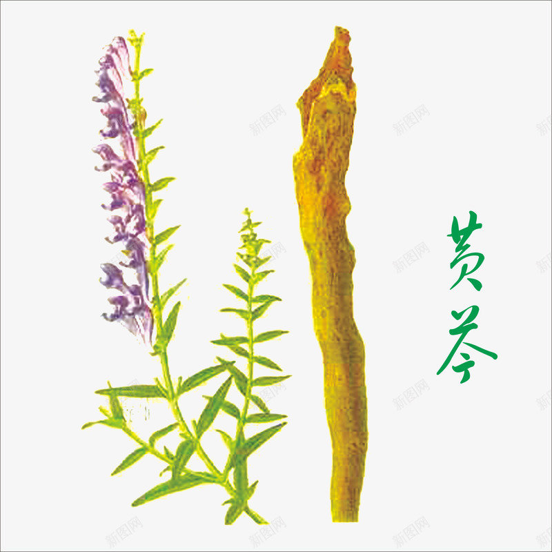 黄芩png免抠素材_新图网 https://ixintu.com 中药 本草纲目 本草纲目彩色版 草药 药材