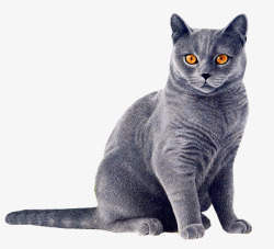 可爱的动物卡通黑色猫咪素材