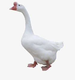 禽流感农家大白鹅高清图片