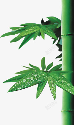 绿色清新竹叶竹子素材
