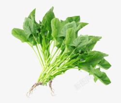 菠菜青菜蔬菜素材