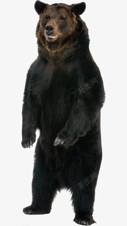 黑熊狗熊黑色公熊高清图片