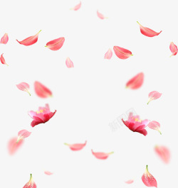 漂浮的小花朵樱花花瓣高清图片