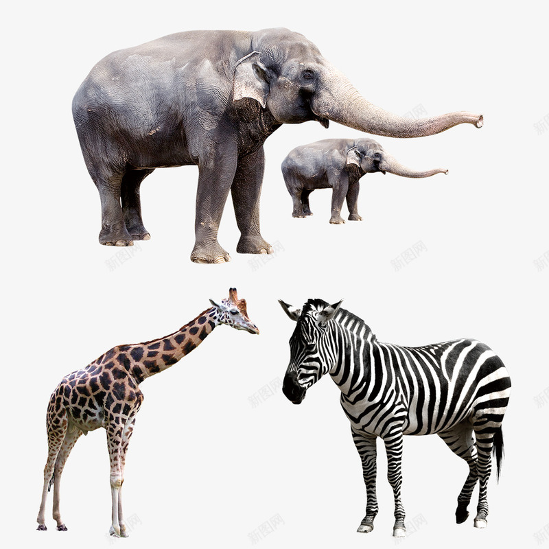 大自然动物psd免抠素材_新图网 https://ixintu.com 动物 大自然 大象 大象小象 小动物 斑马 象妈妈 长颈鹿