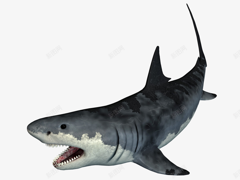 鲨鱼png免抠素材_新图网 https://ixintu.com 沙鱼 海洋生物 鲛 鲛鲨 鲨鱼头像