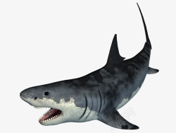 鲛鲨鲨鱼高清图片