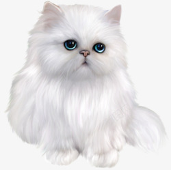 可爱的波斯猫白色可爱波斯猫海报背景高清图片