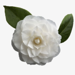 花卉自然背景白色山茶花高清图片