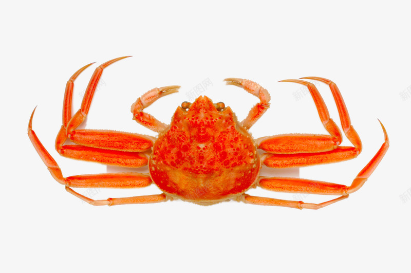 红红的螃蟹png免抠素材_新图网 https://ixintu.com png图片 png图片素材 产品实物 免费png素材 大闸蟹 海鲜 红红的螃蟹
