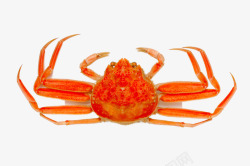 红红的大闸蟹红红的螃蟹高清图片