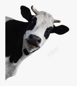 黑白花瓣装饰画卡通扭头的小牛高清图片