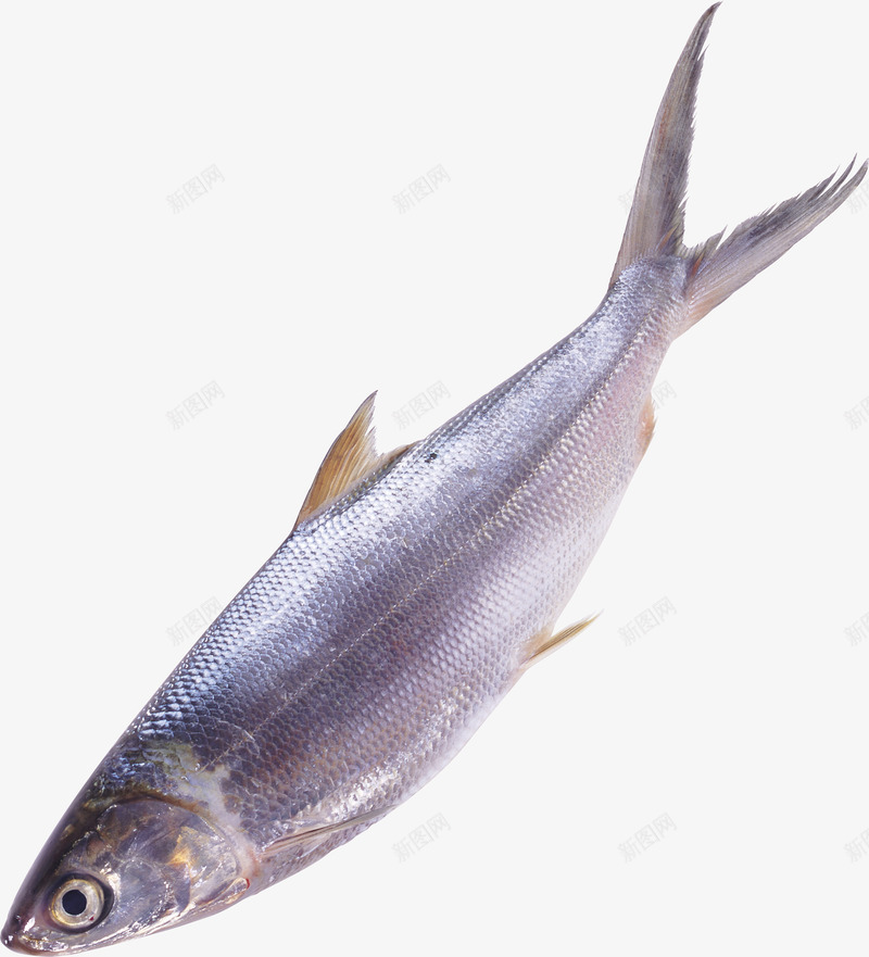 新鲜的鱼png免抠素材_新图网 https://ixintu.com 产品实物 海产品 海鲜 鱼类