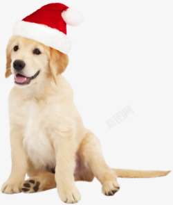 名犬戴着圣诞帽的拉布拉多犬高清图片