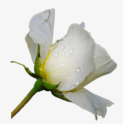 晨露中的白玫瑰花背景素材