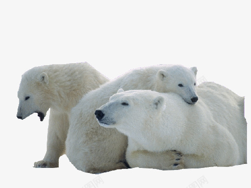 白色北极熊家庭png免抠素材_新图网 https://ixintu.com 北极熊 家庭 小熊一家人 我的家人 白色 素材