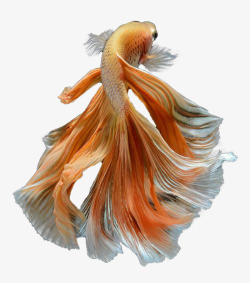 斗鱼免抠素材橙色的斗鱼产品图高清图片