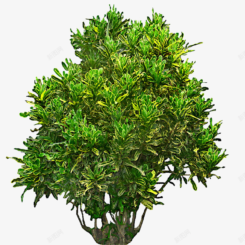 绿色植物背景树木png免抠素材_新图网 https://ixintu.com 树木 植物 自然 花草 鲜花