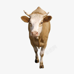 行走的牛行走的牛动物元素高清图片