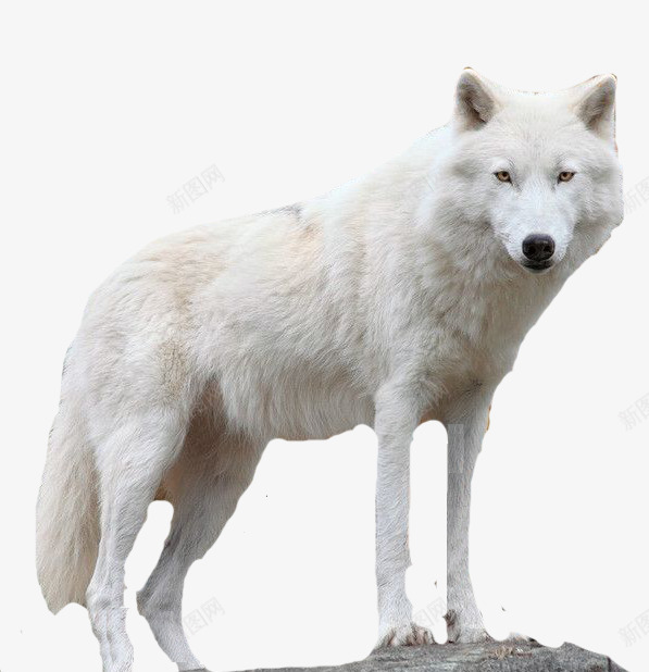 雪白皮毛雪狼png免抠素材_新图网 https://ixintu.com 它有着巨大的头 细而柔美的 身体和全身 锐利的獠牙 雪地狼群 雪狼