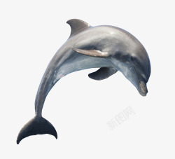 灰色跳跃的海豚素材