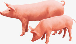 棕红色猪年末开春农家畜牧业动物宣传高清图片