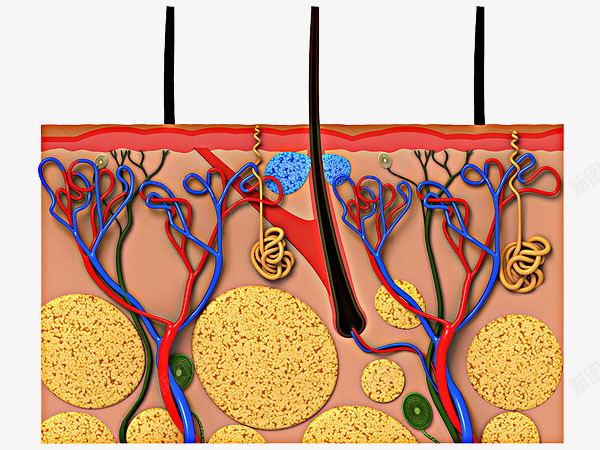 毛囊堵塞png免抠素材_新图网 https://ixintu.com 毛发 纤维 细胞组织图 肌肤组织 表皮组织 表皮结构 解剖图