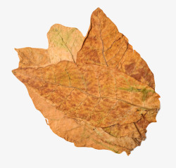 堆叠树叶png棕色发黄堆放的干烟叶实物高清图片