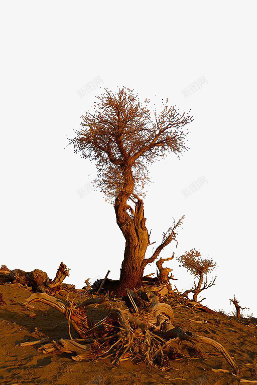 胡杨林枯树的一棵树png免抠素材_新图网 https://ixintu.com 一棵树 枯树 胡杨 胡杨林