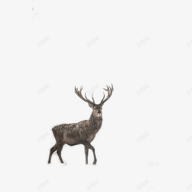 远望的一只鹿png免抠素材_新图网 https://ixintu.com 圣诞节元素矢量图 雪中鹿 鹿 鹿角 麋鹿
