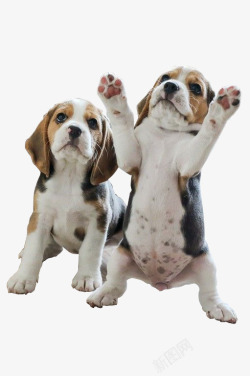 与狗握手两只站起的小狗高清图片