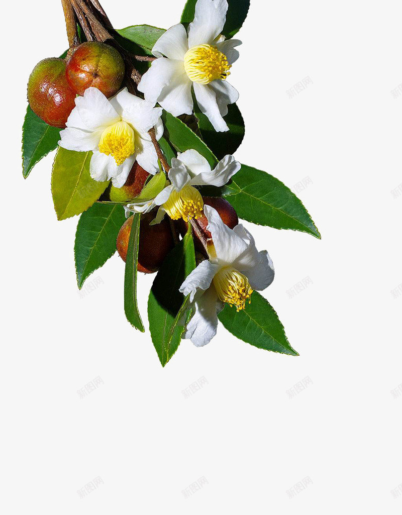 山茶树上的花png免抠素材_新图网 https://ixintu.com 叶子 山茶果 植物 白色花