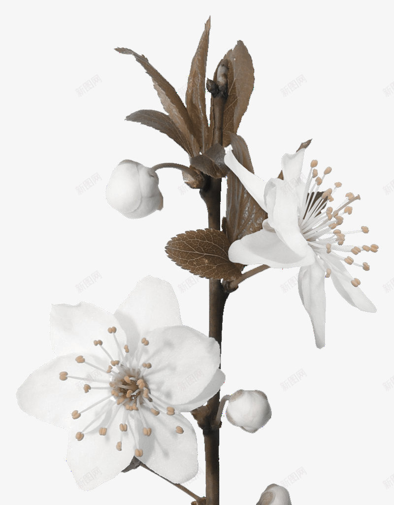 假花白兰花png免抠素材_新图网 https://ixintu.com 好看 淡雅 白色 素雅 花 装饰