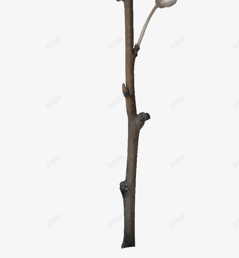 假花白兰花png免抠素材_新图网 https://ixintu.com 好看 淡雅 白色 素雅 花 装饰